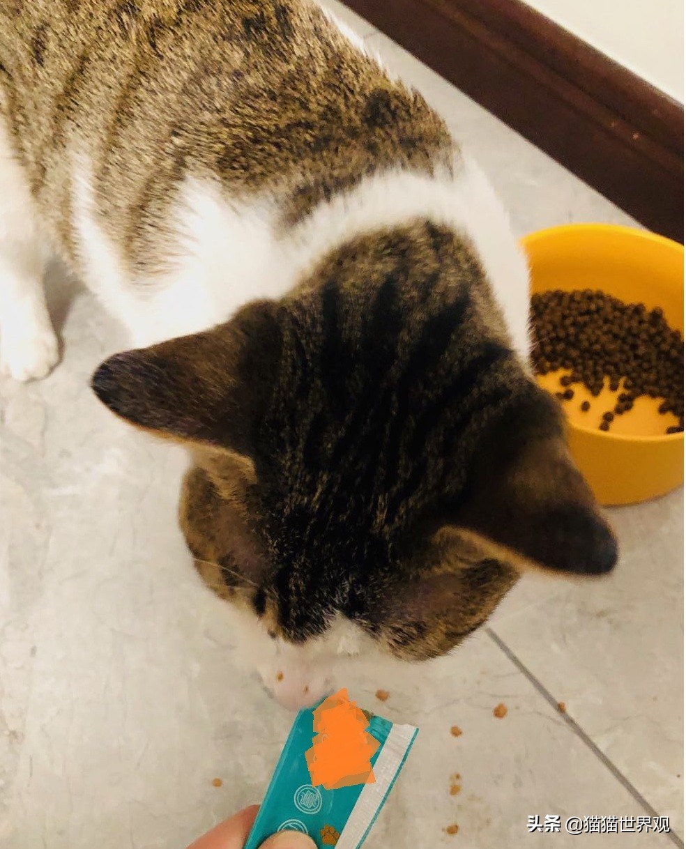 猫咪绝育手术后该如何护理才正确,猫咪绝育手术全过程母猫