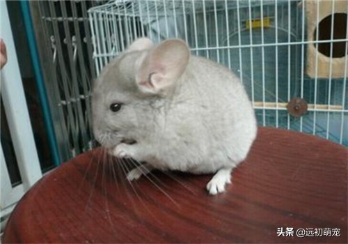 养龙猫要注意什么,龙猫运输注意事项