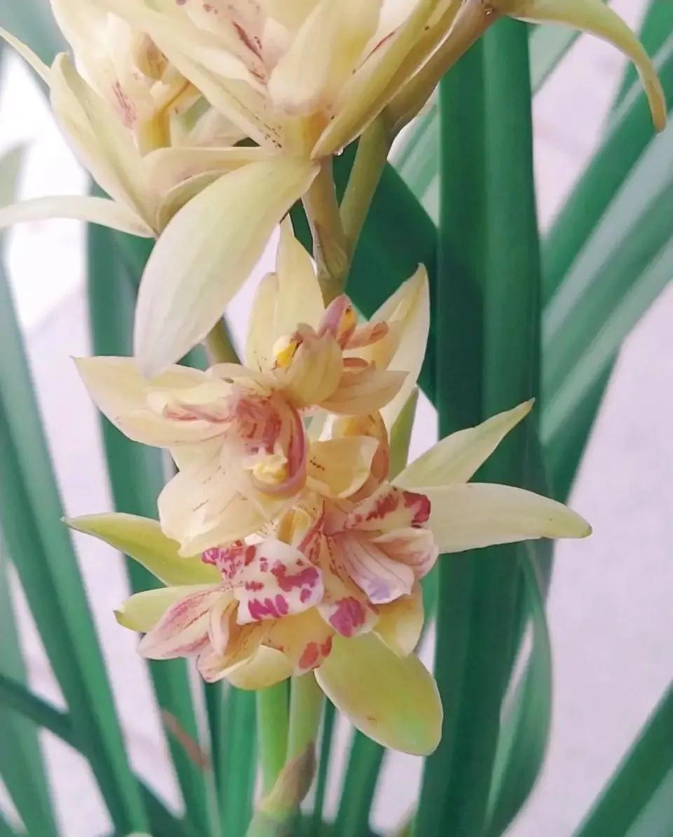 十大值得养的兰花有哪些,适合家庭养的兰花品种大全图