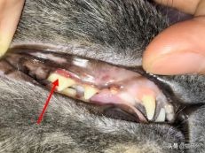 猫咪全项检查都有什么,猫咪的17项基础检查