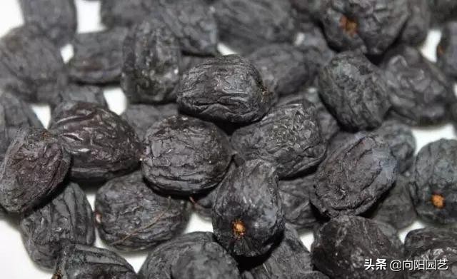 冬季最好吃的鲜枣,什么品种软枣最好吃