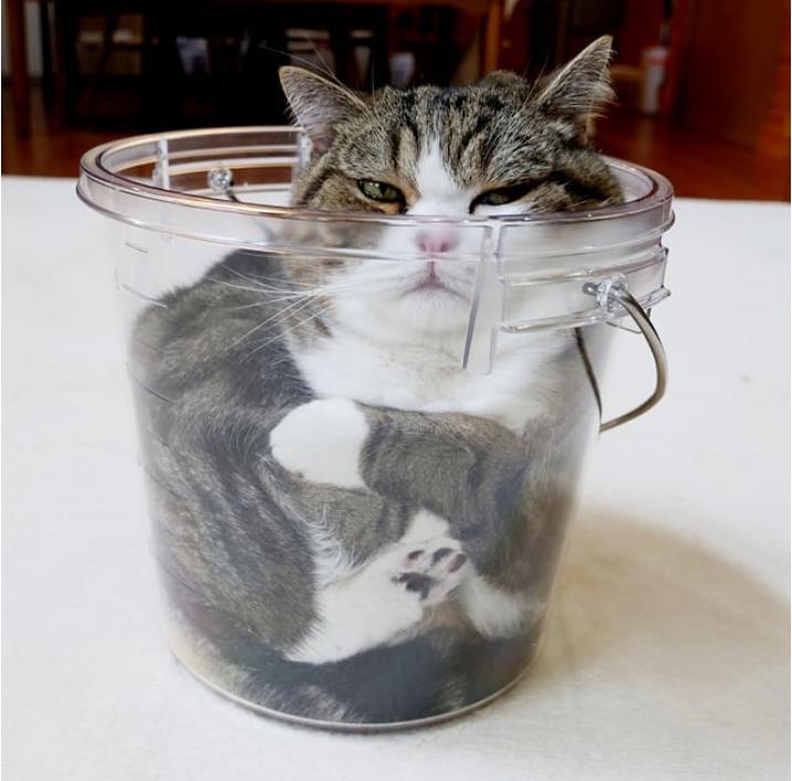 奇怪的知识增加了！猫咪简直就是液体做的