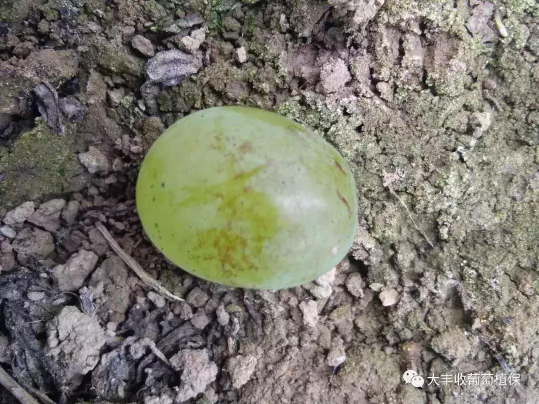 葡萄长锈斑怎么回事,怎样才能防止葡萄烂果