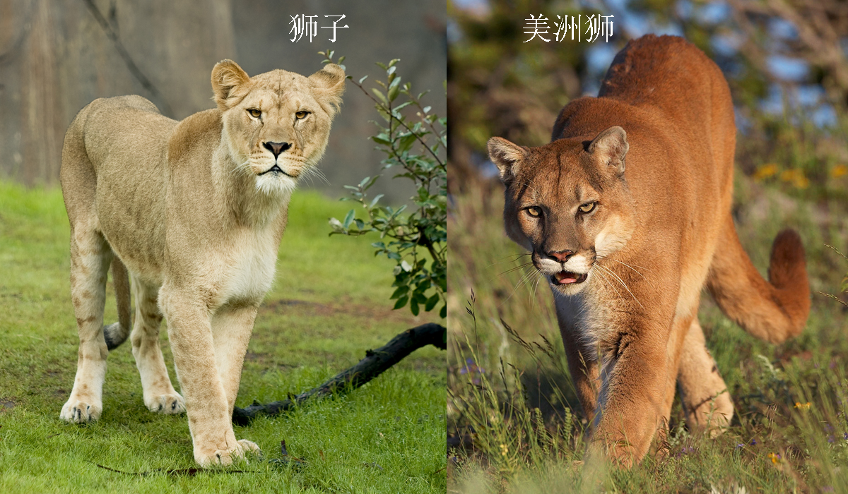 美洲狮真的就是美洲金猫吗,美洲狮是豹子还是狮子