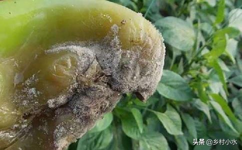 种植的辣椒烂果怎么办？做好以下9点，辣椒产量高、品质好