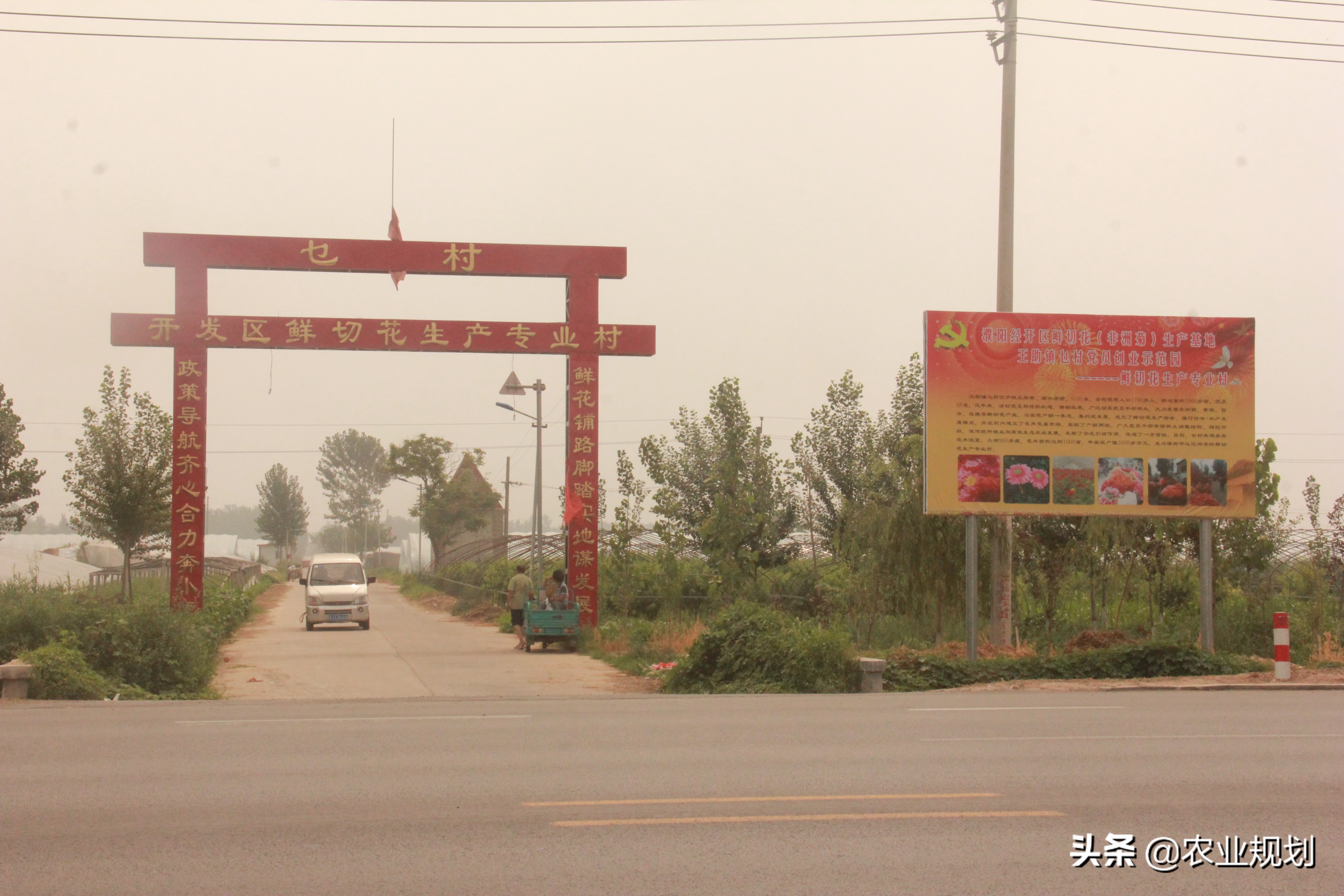 成都睡莲鲜切花基地,温州地区鲜切花基地