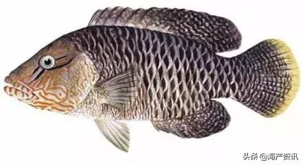 海洋科普世界上都有什么鱼,十种受欢迎的海鲜鱼类