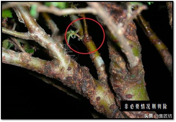 “选芽与摘芽”盆景树形稳定一半都靠它，盆景耐心与细心的试练