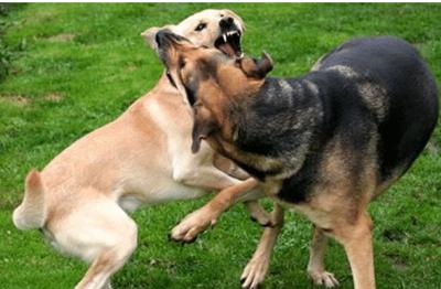 狗狗受伤心情感受,狗狗受伤了怎么办