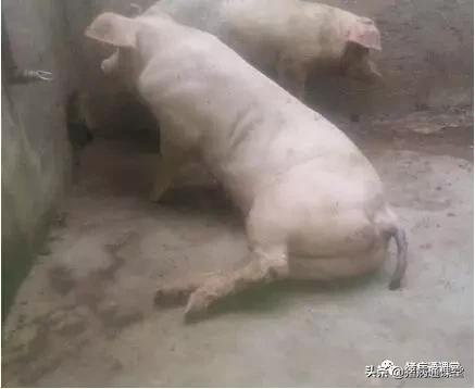 猪跛脚症是什么病,猪脱脚怎么治疗