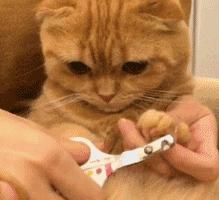 被猫抓出血了要不要打狂犬,被家猫抓伤出血要打狂犬疫苗吗