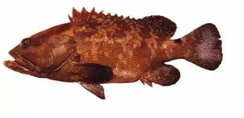 世界顶级海鲜鱼类,史上最完整鱼类海鲜图鉴