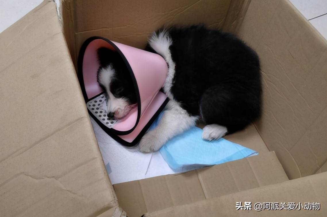 卡布：来自一只三个月大的边境牧羊犬，一封遗留在人间的草稿