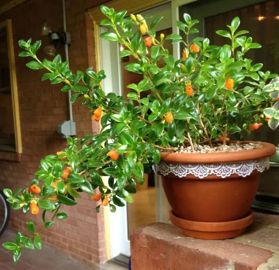 金鱼吊兰开出来的花图片,开花像金鱼一样的吊兰