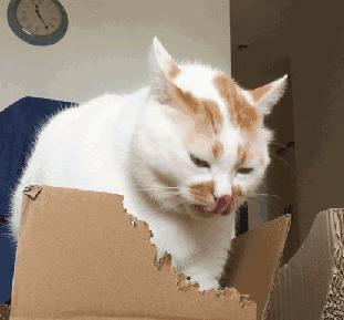 猫咪咬断的线,为什么猫咪喜欢把绳子咬断