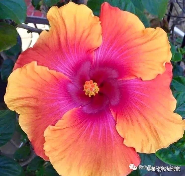 扶桑花和木槿花的区别图片,扶桑木槿花图片