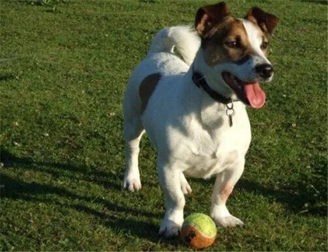 哪些狗狗适合新手养小型犬,最适合新手养的狗狗