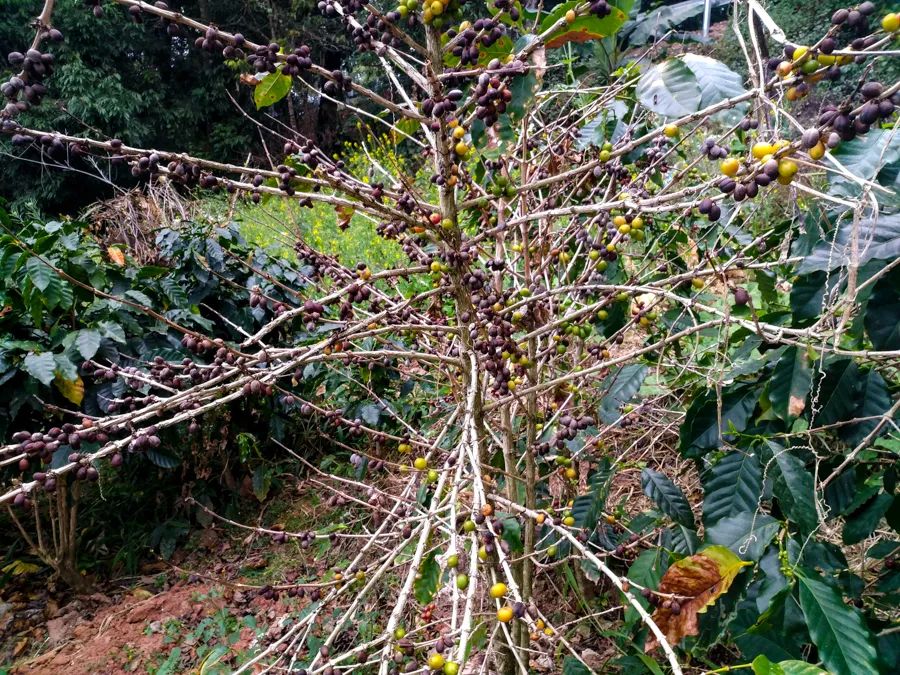告庄西双景游玩多长时间,告庄西双景值得去吗