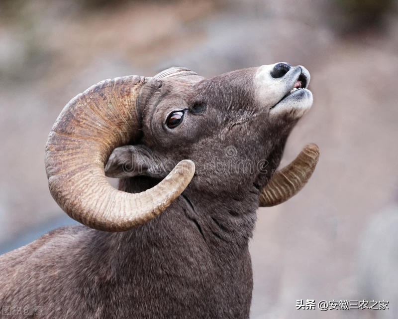 母羊受孕有什么特点,母羊的生殖特点与过程