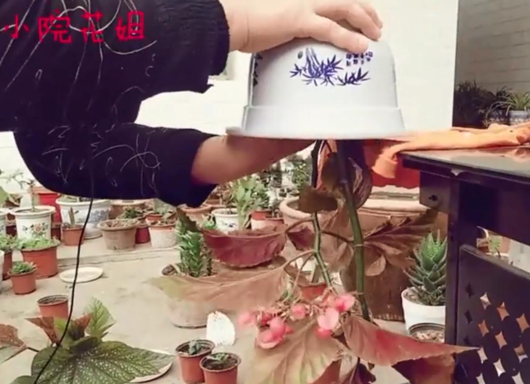 大盆栽花怎样添土好看,如何给大盆花换盆不破坏盆