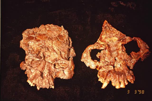 人类发源地认定,科学家确定人类的发源地