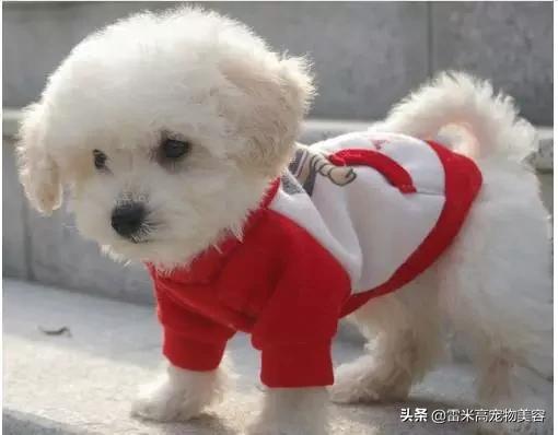 自从养了狗家里一股味道,家里养只狗真的好有安全感