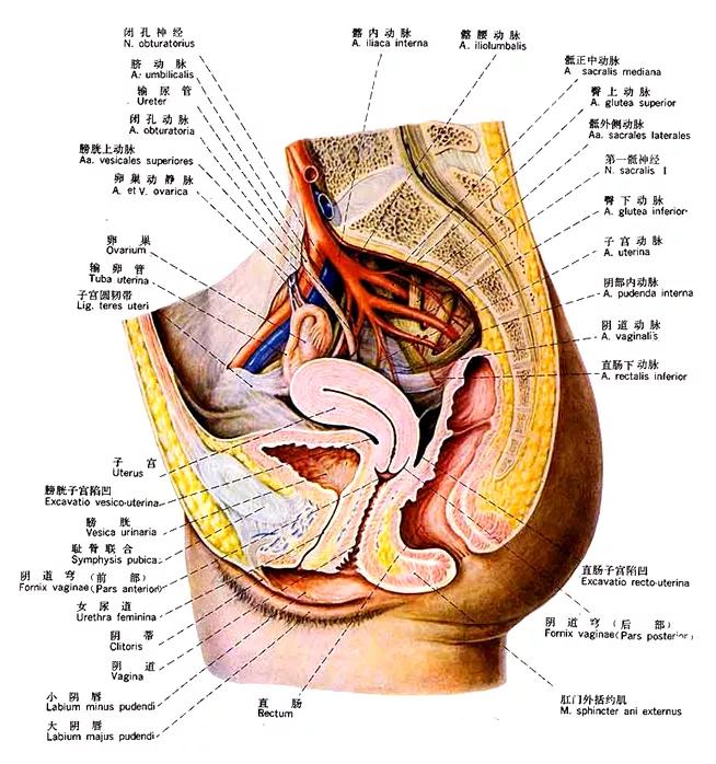 泌尿系统解剖讲解视频,泌尿系统肾脏解剖图谱
