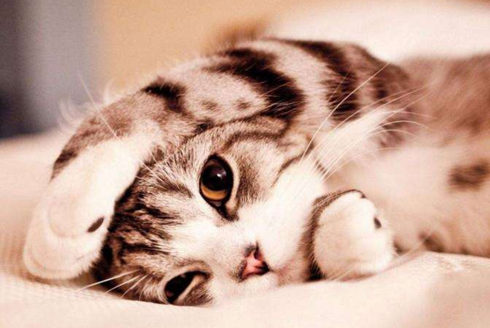 猫咪常见的几种疾病铲屎官必看,猫爪冰凉是怎么回事