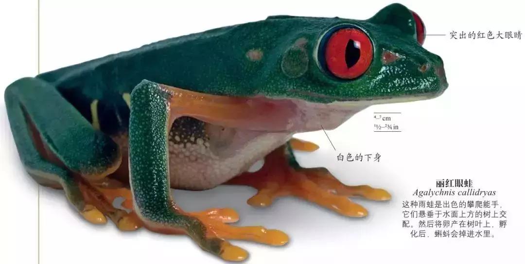 《DK博物大百科》上线啦!6.5折就可买到