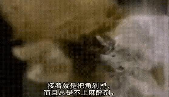 总统喊你来看片，这波硬核安利我吃了