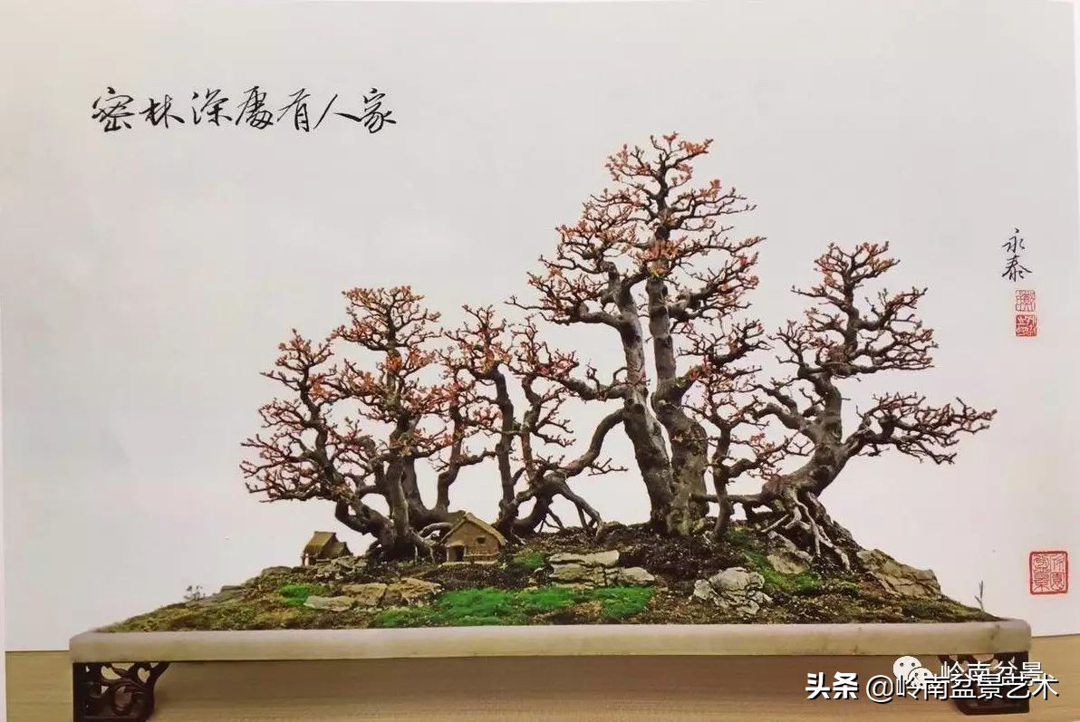 精品雀梅盆景名称,值得收藏的盆景作品欣赏