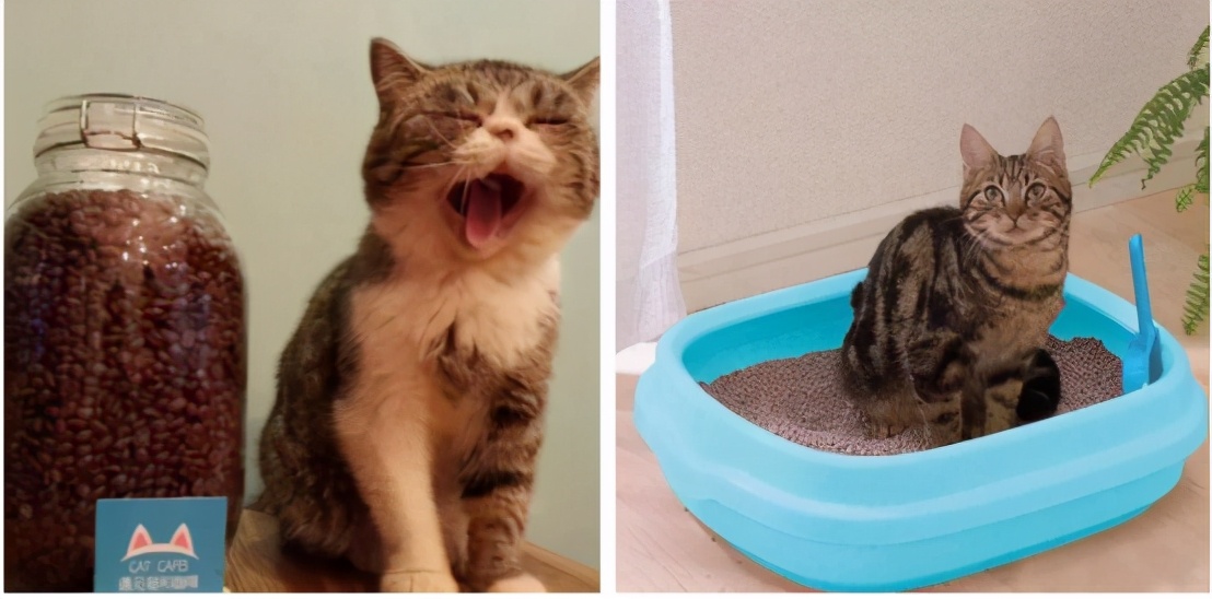 喂？110吗，我的钱都被猫咪骗走了