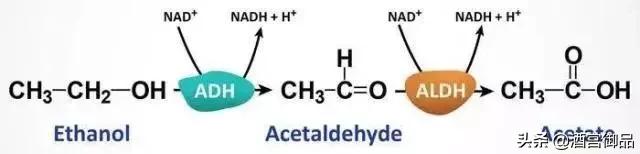 没有酒，我们还是树上的猴子
