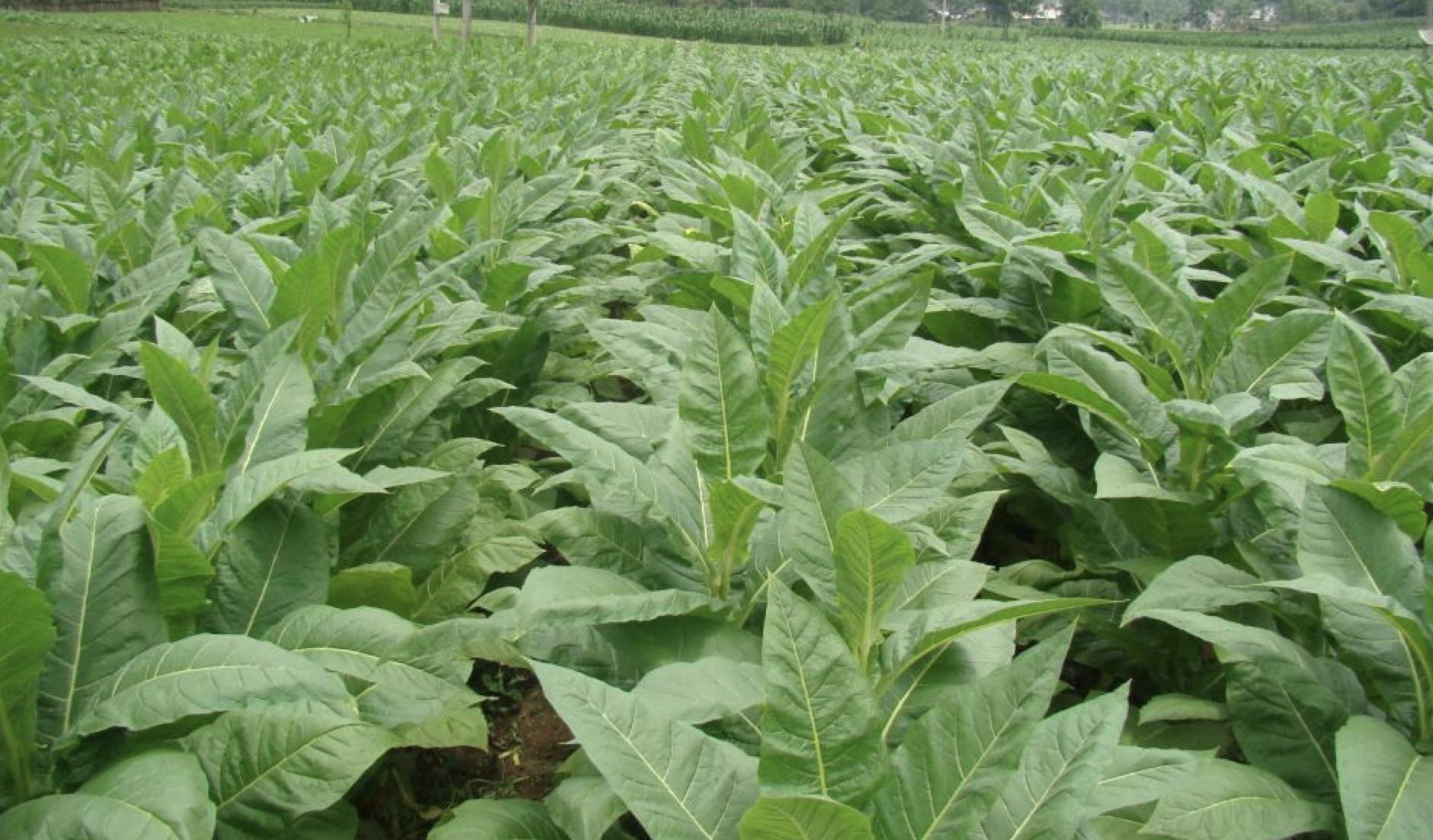 小猪说烟斗27:烟斗*草烟**-*草烟**主要原料