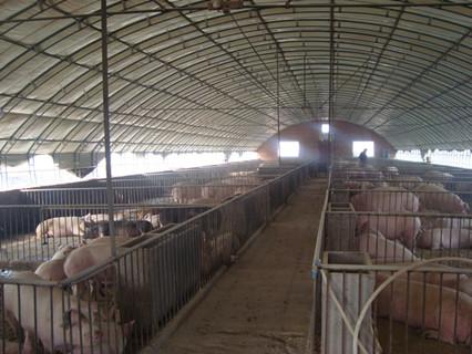 想建养殖基地申请怎么写,想建个猪场怎么申请