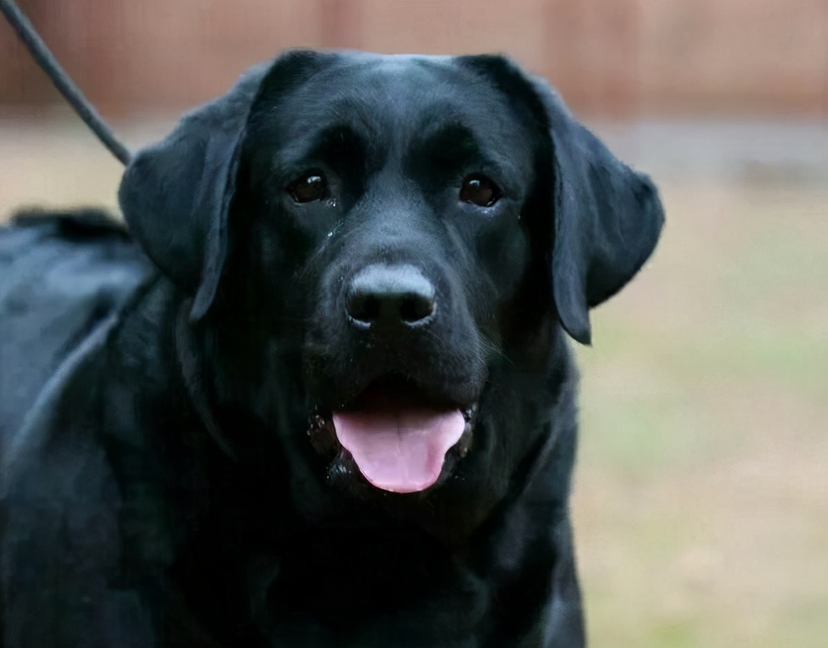 黑色的拉布拉多吃什么狗粮,黑色拉布拉多1-12个月变化图