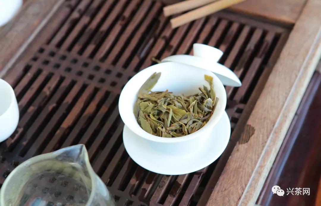 老班章古树冰岛春茶生茶,云南100种山头春茶价格表