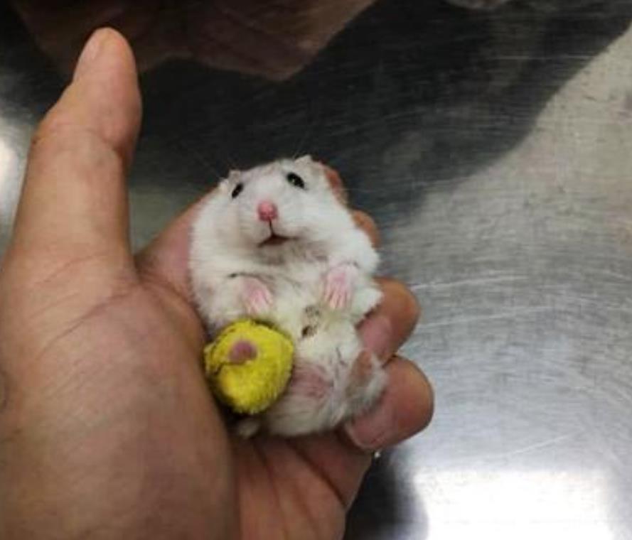 仓鼠骨折花了200包扎视频,仓鼠眼睛突然瞎了怎么回事