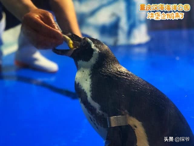 重庆某海洋公园半夜现神秘“驴叫”竟然是企鹅在叫
