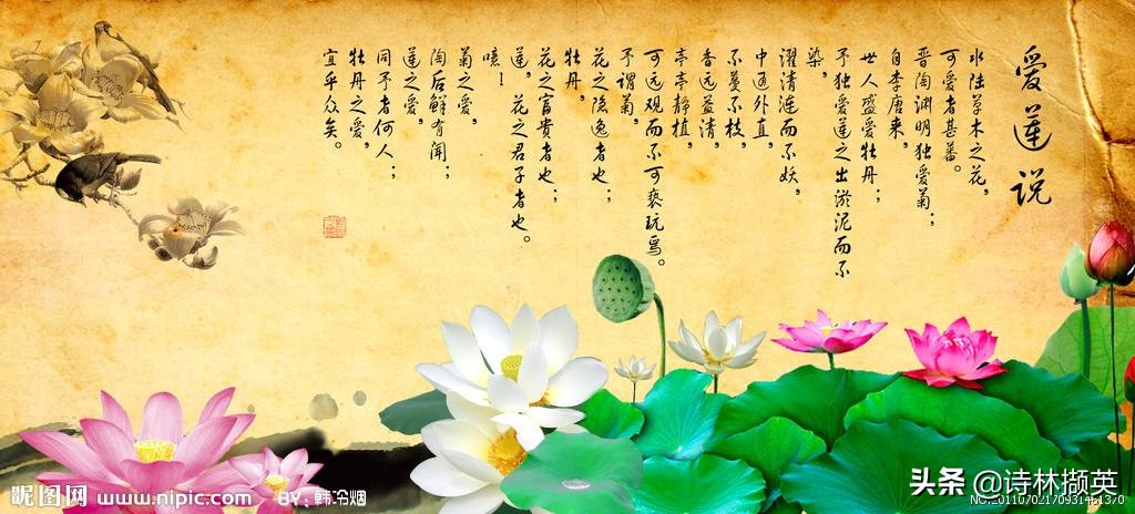 宅家学语文——七年语文下册《爱莲说》