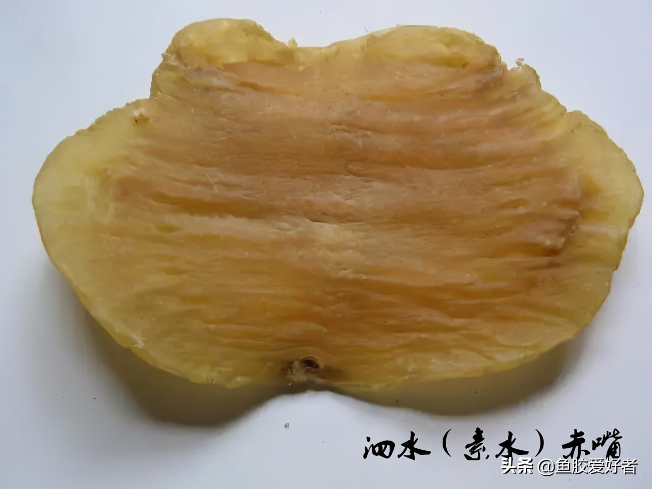 鳘鱼胶有哪些品种,赤嘴鱼胶哪个品种比较补血