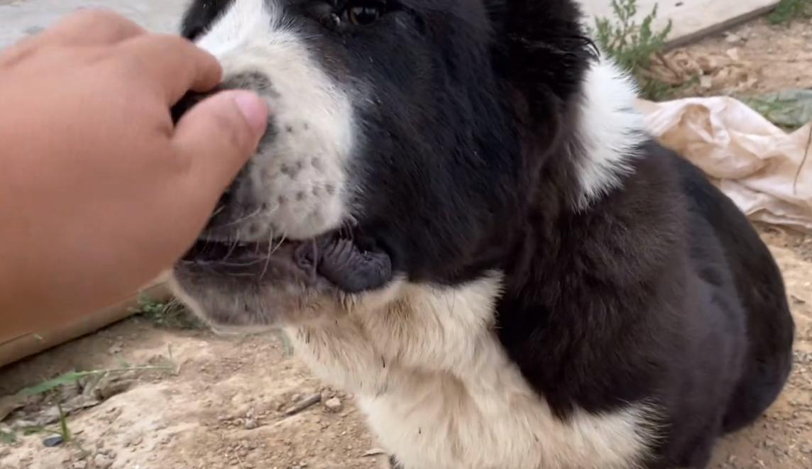 山东：一只受伤的中亚牧羊犬五万都不卖？大哥：这种血统只剩它了