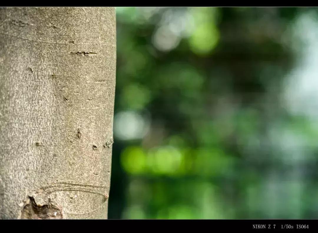 七工匠m75mm摄影成功了吗,七工匠35mmf1.4和50mmf1.8选哪个