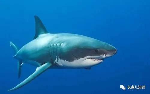 世界公认的最强淡水大鱼,史上最可怕的十大鱼