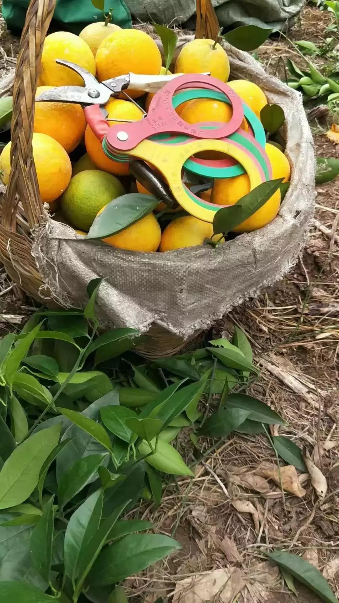 湖北秭归脐橙跟江西甜橙哪个好吃,秭归伦晚脐橙新鲜甜橙9斤