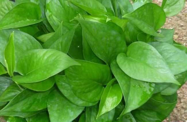 一年四季常绿比绿萝还好养,绿萝四季常绿是什么意思