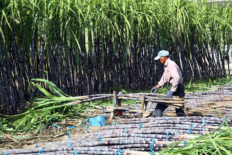 甘蔗不甜怎么做能甜,甘蔗种不够怎么办