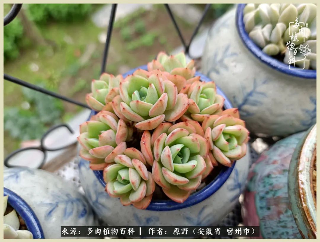 梅雨袭，酷暑至，多肉进入历劫季