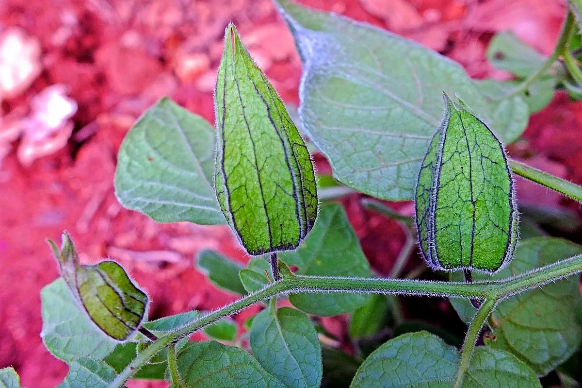 生物相册：姑娘还是菇茑？这水果，世界各地有39种