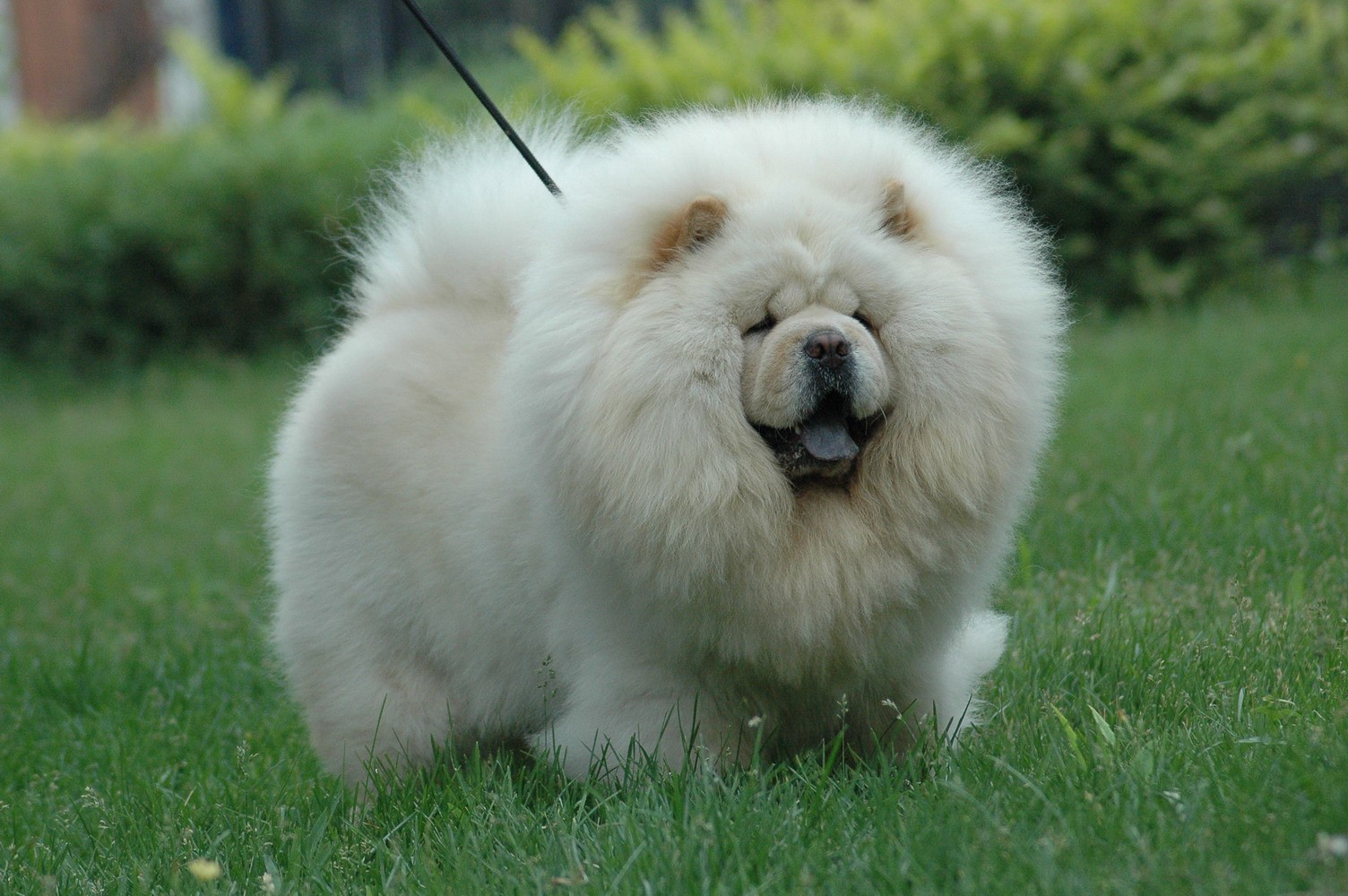 狗狗买什么品种最合适,怎么给狗狗选择宠物狗品种